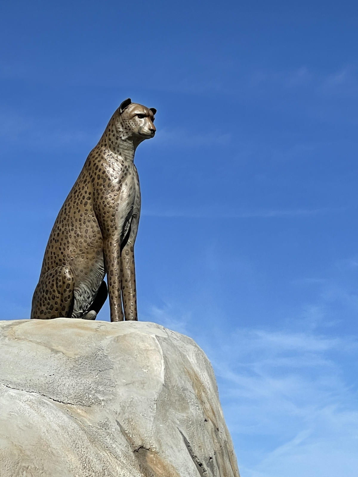 Cheetah On a Rock | Daytona Beach, FL 32114
