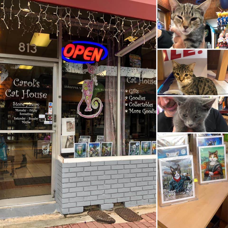Cat store shop