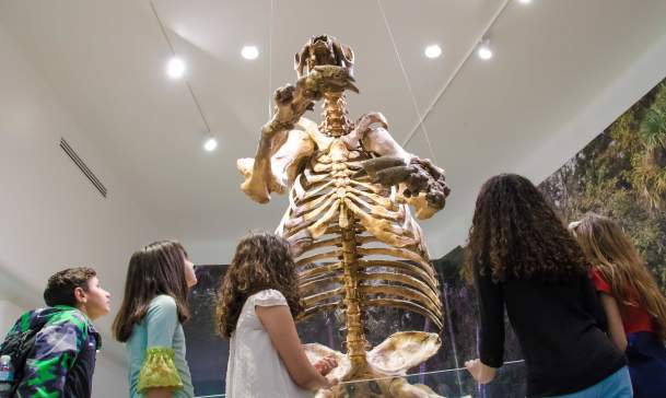 Museum of Arts & Sciences - Ground Sloth