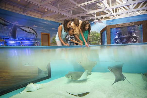 Family Friendly Activities Marine Science Center Blog