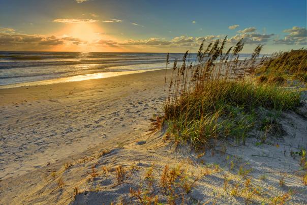Beach Dunes