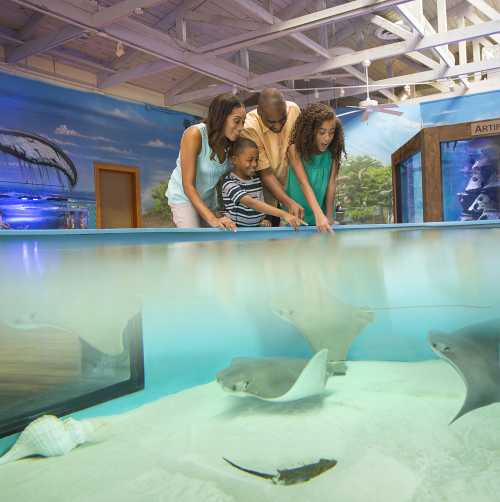 Family Friendly Activities Marine Science Center Blog