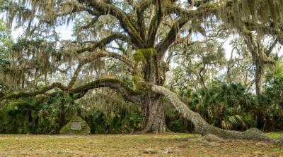 Fairchild Oak at Bulow Creek State Park.