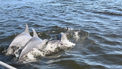View dolphins in Ponce Inlet on an eco-boat tour with Ponce Inlet Watersports