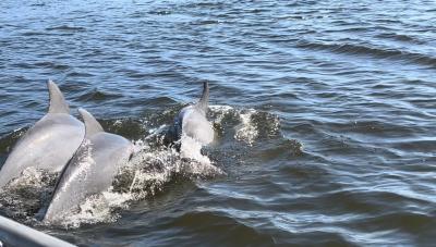 Dolphins swimming alongside a boat in the Halifax River near Daytona Beach.