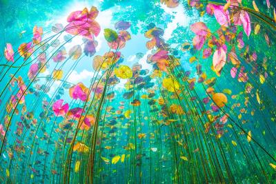 Chris Gug Underwater Photography | Ocean Art Gallery