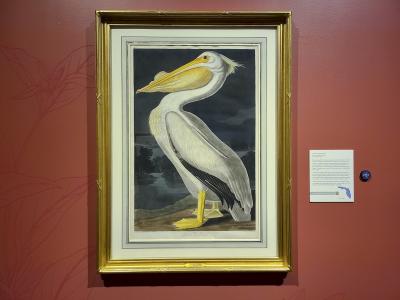 Audubon's Birds of Florida exhibit at Cici and Hyatt Brown Museum of Art