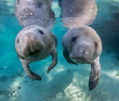 Two West Indian manatees swimming gracefully in the clear blue waters near Daytona Beach, Florida.