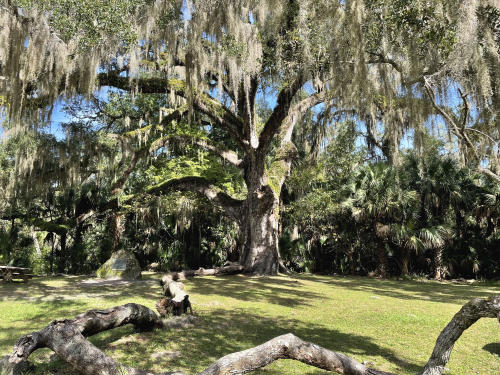 Fairchild Oak