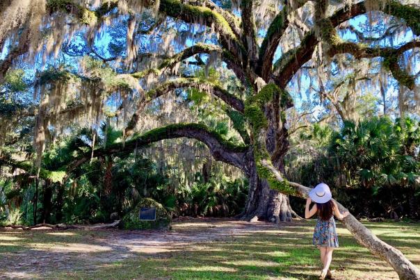 The majestic Fairchild Oak in Bulow Creek State Park