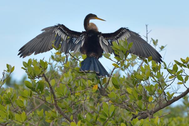 Cormorant Bird