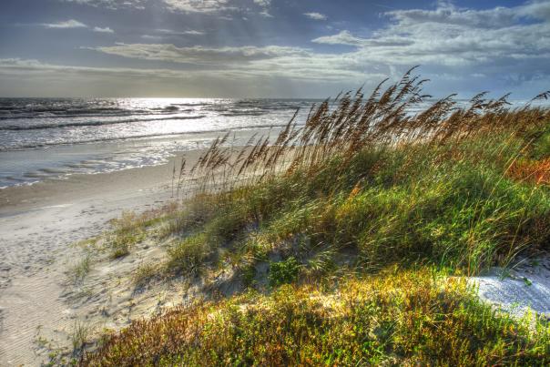 Grassy dunes and the shoreline