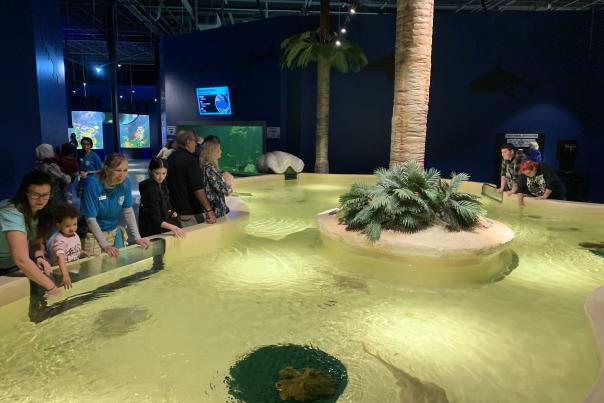 Visitors looking at the string rays in the touch pool at Daytona Aquarium and Rainforest Adventure.