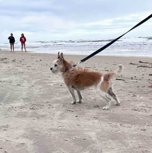 Dog on the dog-friendly beach in Ormond Beach, Florida.