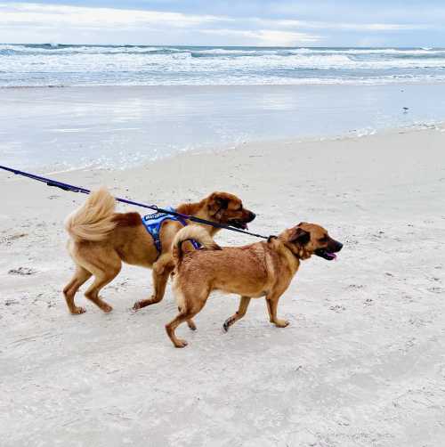 Two dogs on the dog-friendly beach in Ormond Beach, Florida.