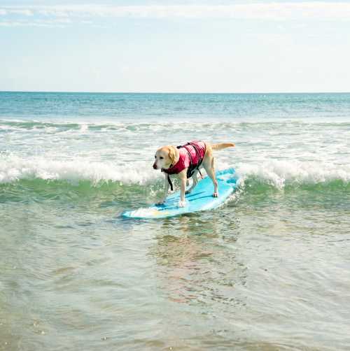 Dog Surfing on Daytona Beach