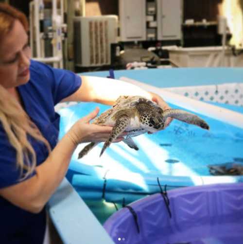 Marine Science Center is the area's premier sea turtle hospital