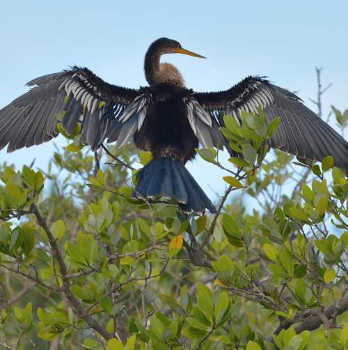 Cormorant Bird