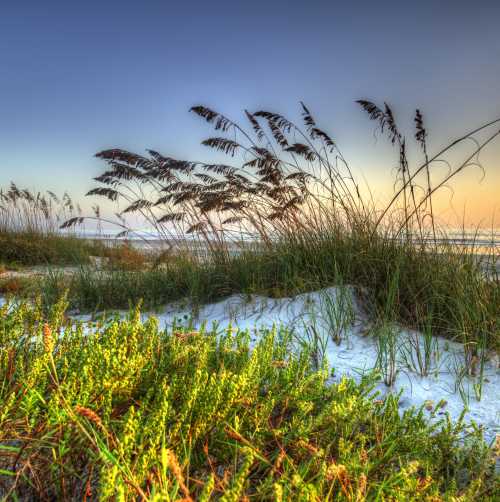 Tony Giese - Dunes on Beach