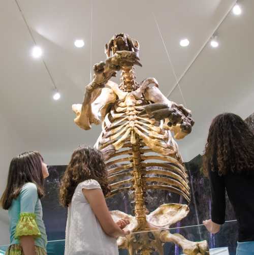 Museum of Arts & Sciences - Ground Sloth