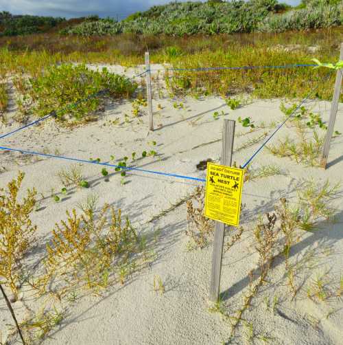 Daytona Beach Sea Turtle Nest