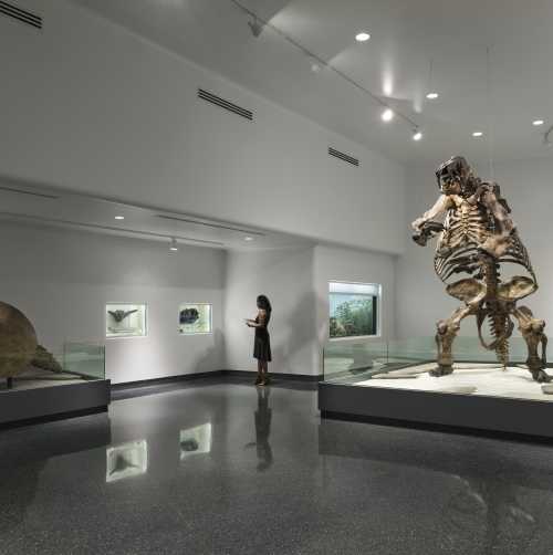 Ground Sloth at Museum of Arts & Sciences