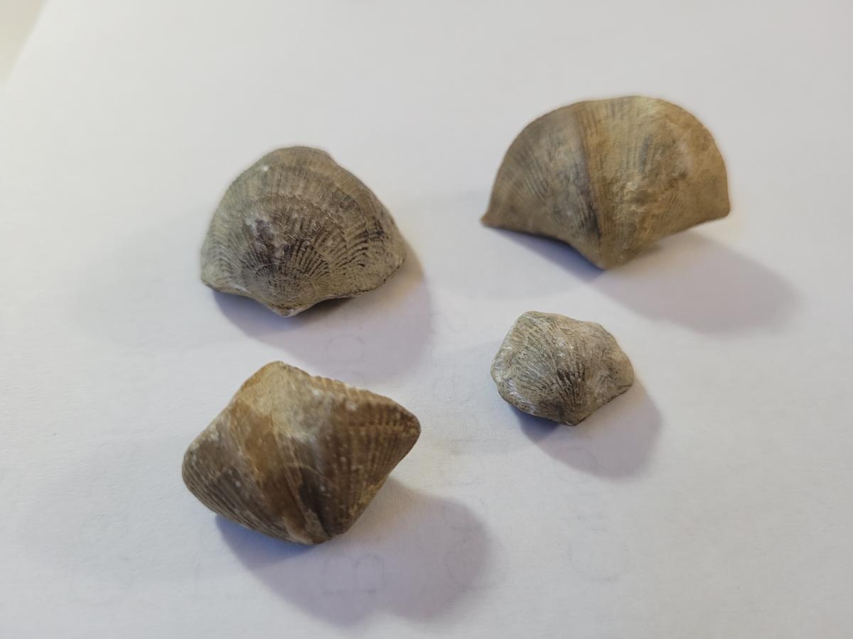 Fossil Fun - Family event in Des Moines, Iowa