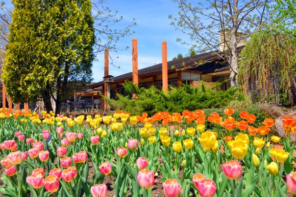 Reiman Gardens Tulips