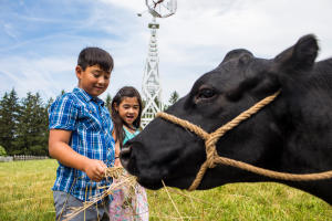 A boy and girl feed hay to a black cow at Iowa's Living History Farms.