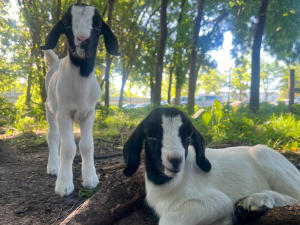 Clive Greenbelt Goats