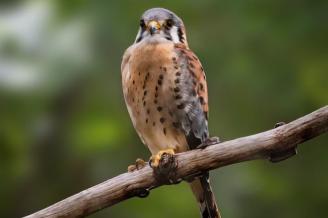 Inclusive Birding