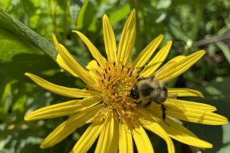 Pollinator Party