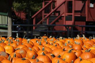 Pumpkin Fest