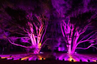 Illumination: Tree Lights