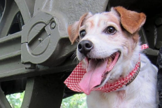 Paws in the Park Days