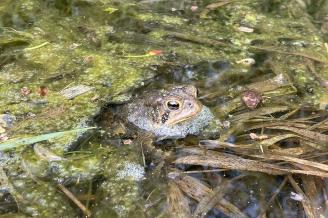 Froggy Went a Courtin' Night Hike