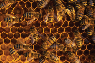 Honeybee Weekend