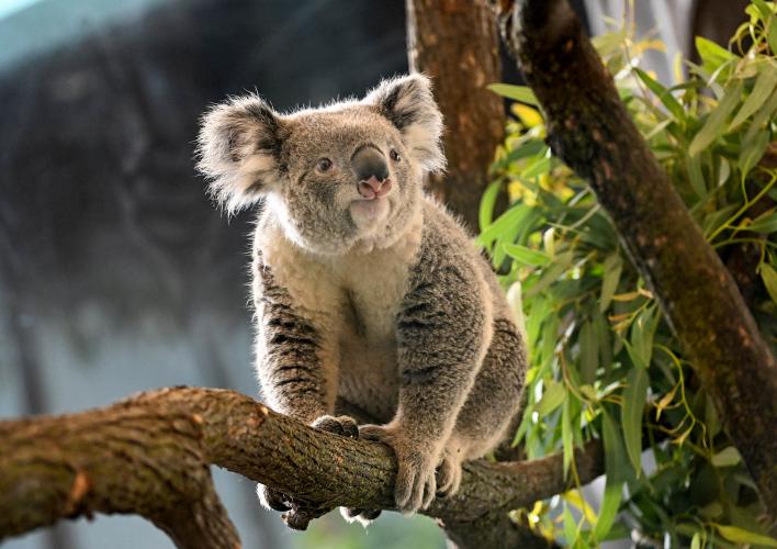 DSC_9222_Brumby Koalas at Brookfield Zoo