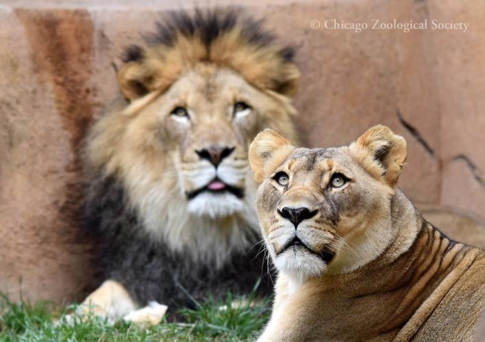 African Lion 07060.jpg