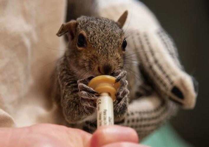 Animal Rehab