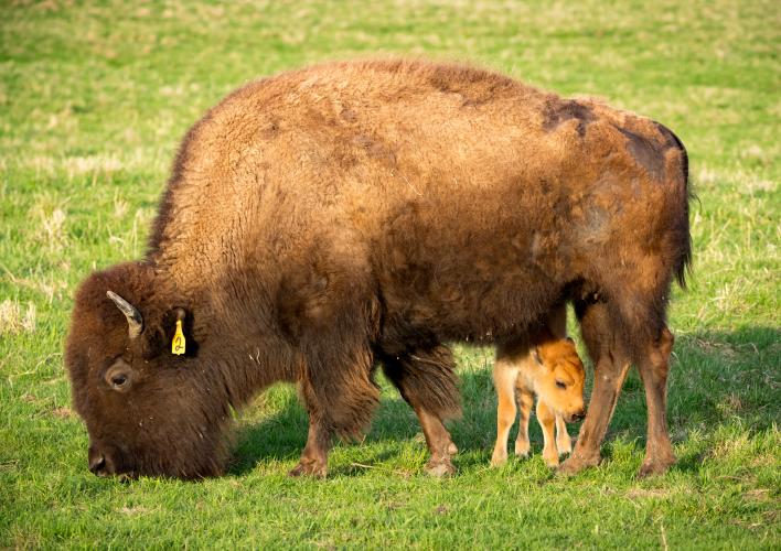 Baby Bison