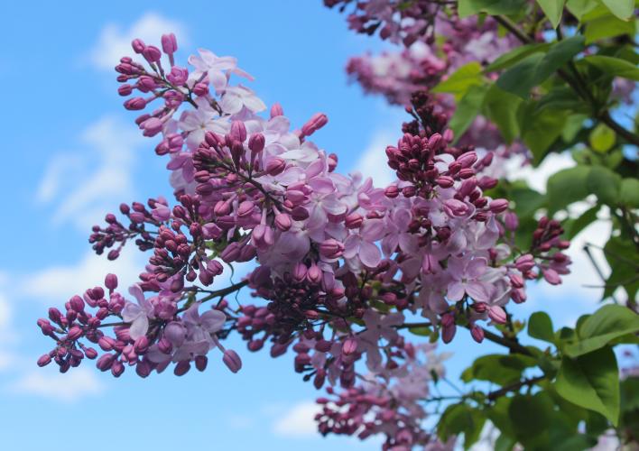 Lilac Flower