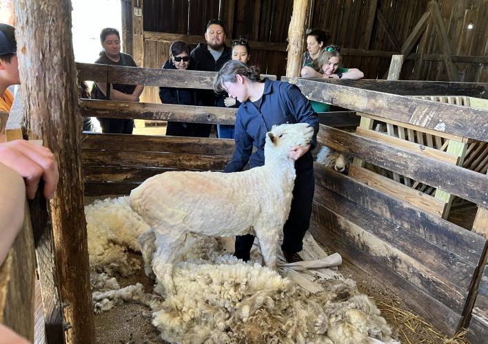 Spring Sheep Trim
