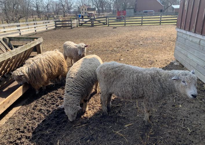 Sheep