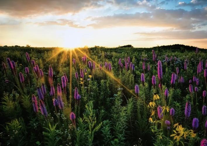 Prairie