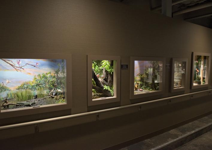 Dioramas