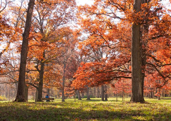 Fall at The Morton Arboretum