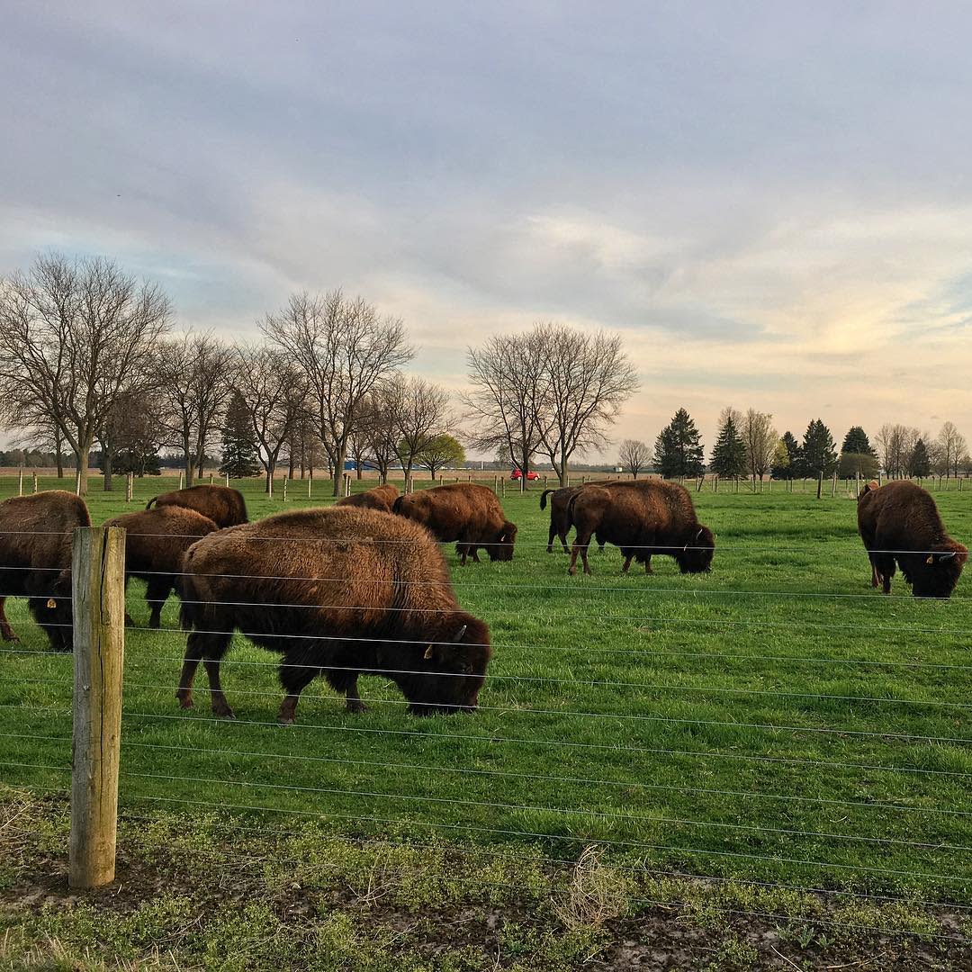 Bison at Fermilab