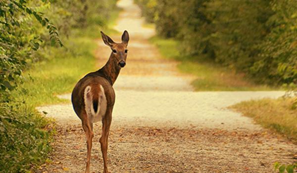Deer looking back on the Prairie Path