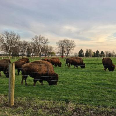 Bison at Fermilab